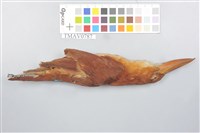 RuddyKingfisher Collection Image, Figure 5, Total 9 Figures